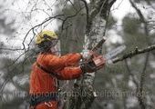 В Красноярске уничтожат опасные деревья