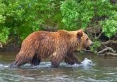 Медведи взяли в осаду поселок в Красноярском крае