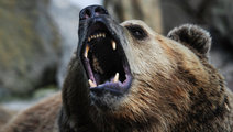 В селе Ермаковское медведь вышел к людям и был застрелен