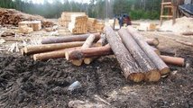 В Манском районе края незаконно рубили лес