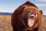 На "Столбах" зашкаливает количество медведей